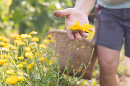Harnessing the Moon: How Lunar Cycles Impact Herb Potency and Product Selection