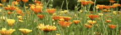 Medicinal Herb Cultivation Class - The Horticulture of Herbs - Four Elements Herbals