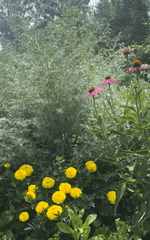 Wormwood Hydrosol - Four Elements Herbals