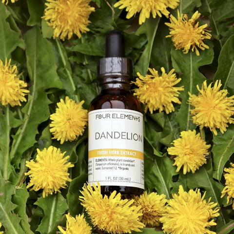 Dandelion Herb Tincture - 1 oz - Four Elements Herbals