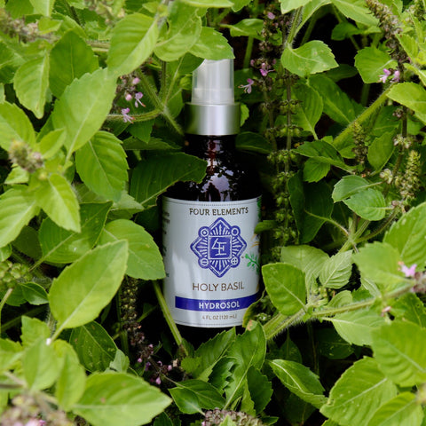Holy Basil Hydrosol - 4 oz - Limited Quantity Available - Four Elements Herbals