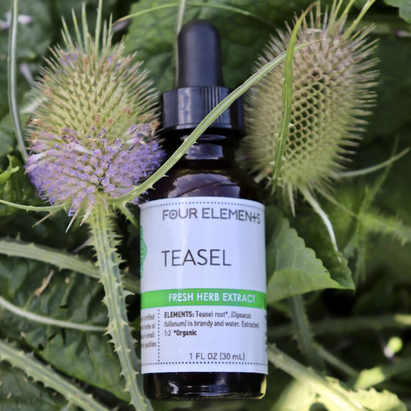 Teasel Tincture - 1 oz - Four Elements Herbals