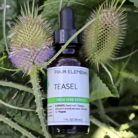Teasel Tincture - 1 oz - Four Elements Herbals
