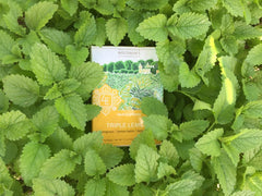 Triple Lemon Tea - 16 Teabags - Four Elements Herbals
