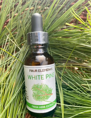 White Pine Tincture - 1 oz - Four Elements Herbals